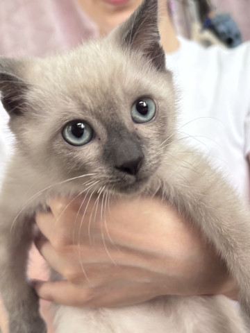 保護猫カフェwish（譲渡型）