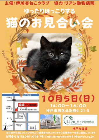ゆったりほっこりする猫のお見合い会