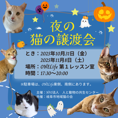 夜の猫の譲渡会