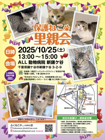 保護ねこ里親会 @ 新鎌ヶ谷