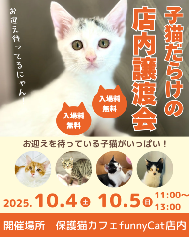 子猫だらけの店内ふれあい譲渡会