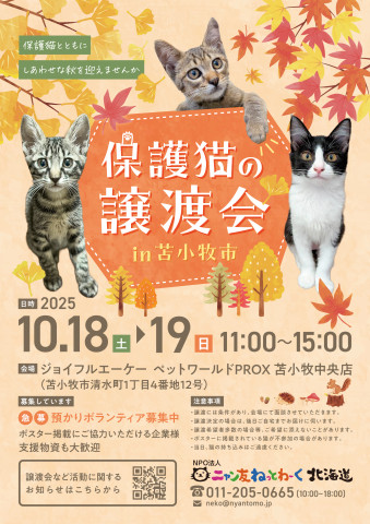 終了]【苫小牧】保護猫の譲渡会 inジョイフルAK苫小牧中央店 - 猫の