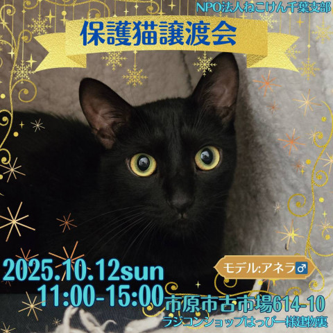 NPO法人ねこけん 千葉支部 譲渡会