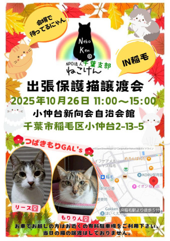 NPO法人ねこけん 千葉支部 譲渡会