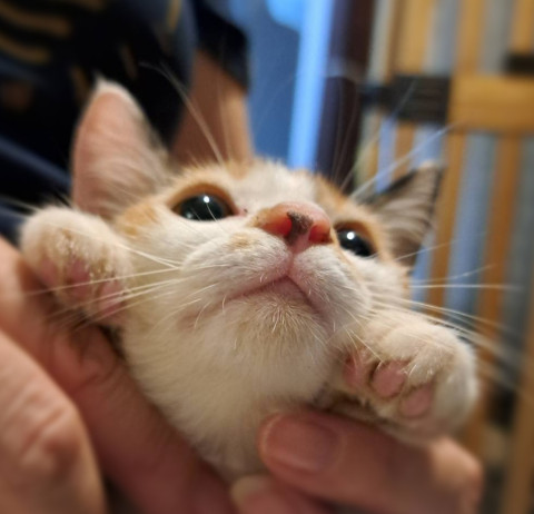 おきなわ美ら猫譲渡会♡天白区♡茶トラ☆シャム系☆フワフワ祭り