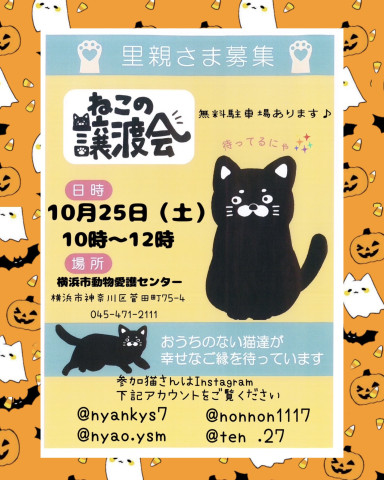 保護ねこ譲渡会in横浜市動物愛護センター