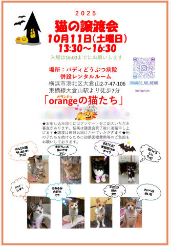 orangeの猫たちin横浜大倉山