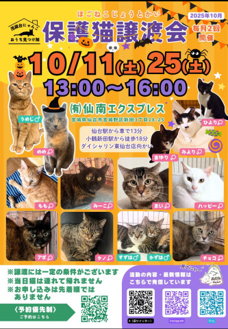 保護猫譲渡会