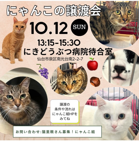 にゃんこの譲渡会