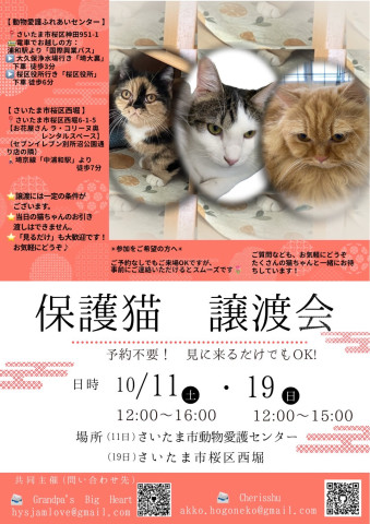 さいたま市猫の譲渡会