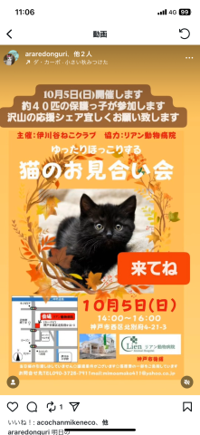 ゆったりほっこりねこのお見合い会