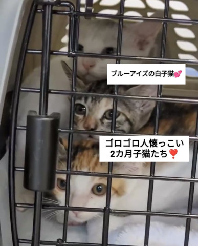 おきなわ美ら猫譲渡会♡天白区