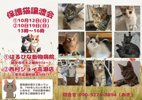 保護猫譲渡会