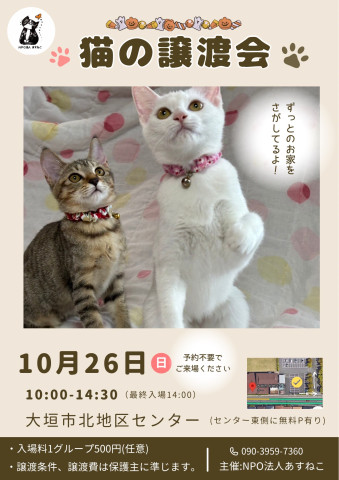 猫の譲渡会を開催します