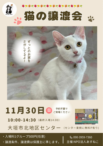 猫の譲渡会を開催します