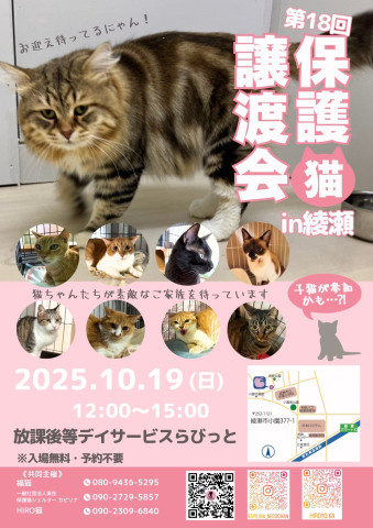 保護猫譲渡会