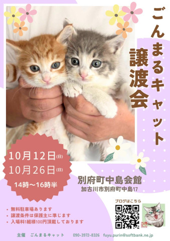 ごんまるキャット譲渡会