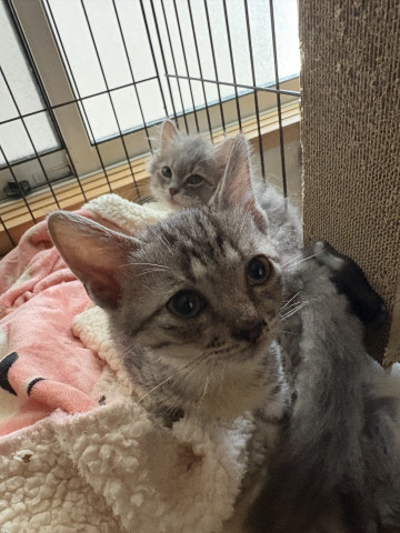 保護猫譲渡会