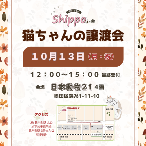 猫ちゃんの譲渡会