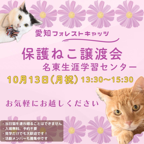 保護ねこ譲渡会　名古屋市　子猫参加🐈