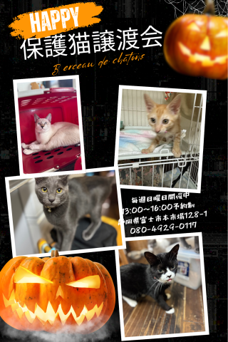 保護猫譲渡会