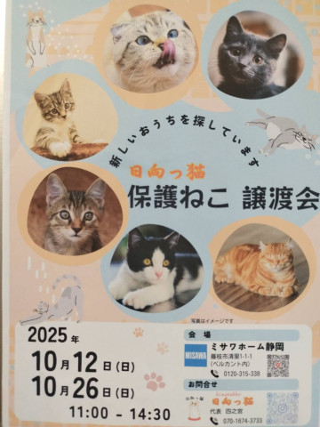 日向っ猫譲渡会inミサワホーム静岡