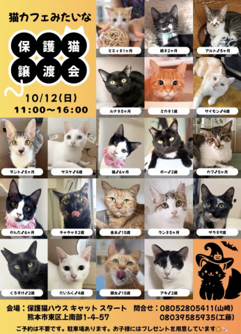 猫カフェみたいな保護猫譲渡会