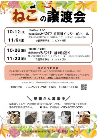 ねこの譲渡会