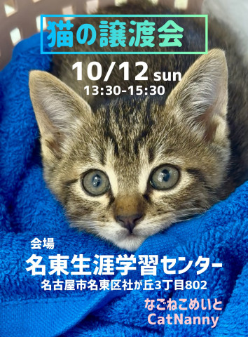 可愛い猫の譲渡会￼