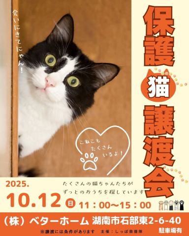 しっぽ救援隊ほごねこ譲渡会