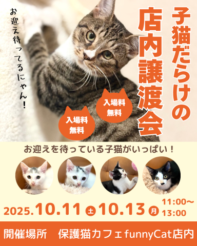 子猫いっぱいの店内ふれあい譲渡会