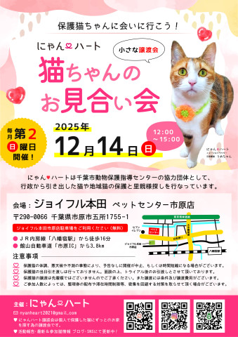 にゃん❤️ハート　猫ちゃんのお見合い会