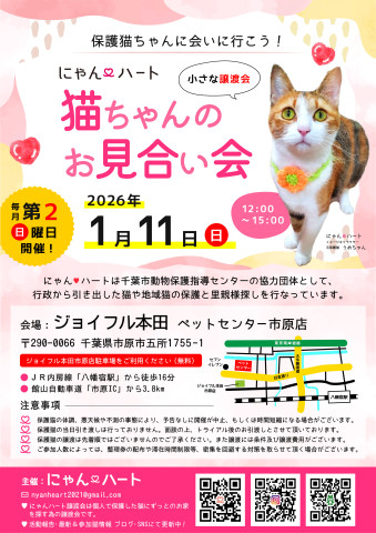 にゃん❤️ハート　猫ちゃんのお見合い会