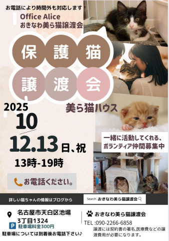 おきなわ美ら猫譲渡会♡天白区♡茶トラ☆シャム系☆フワフワ祭り