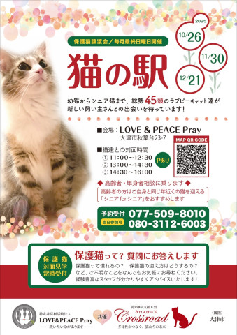 猫の駅～ラブピーキャット譲渡会～