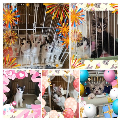 保護ニャンコの譲渡会ｂｙ静岡市清水区