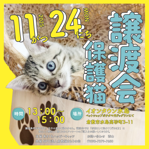 保護猫譲渡会（予約不要）