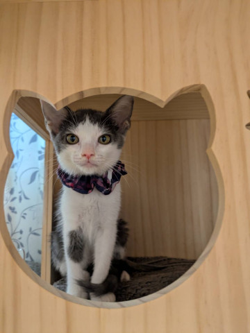 in岡崎市☆子猫もいっぱい☆保護猫達を暖かいオウチに迎えよう☆2025年10月18日（土）～ 非営利団体「ちーむ にゃいんず」
