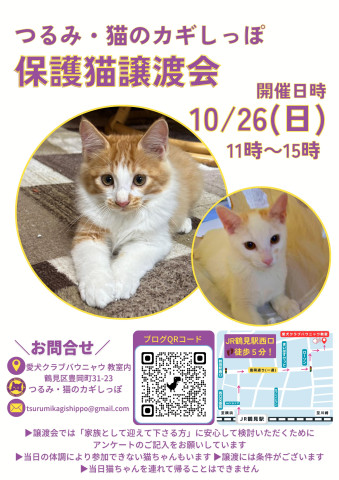 つるみ・猫のカギしっぽ譲渡会　JR鶴見駅西口歩5分室内開催