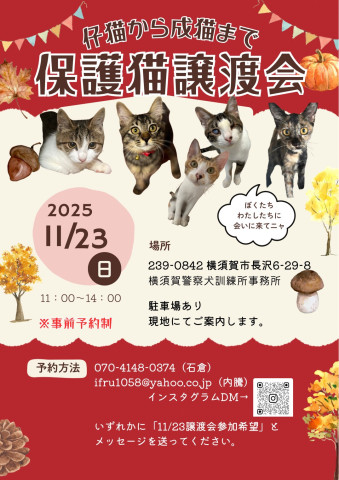 保護猫譲渡会