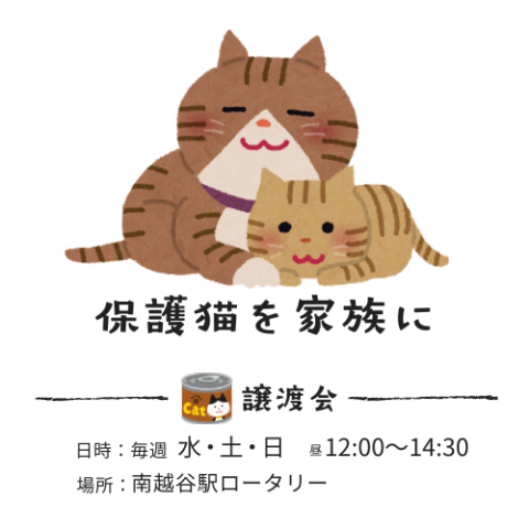 猫の譲渡会 in 越谷