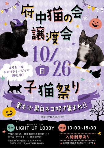 府中猫の会譲渡会