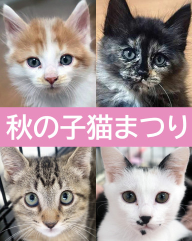 秋の子猫まつり★みよし市