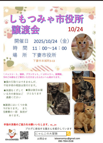 下妻市役所譲渡会10/24