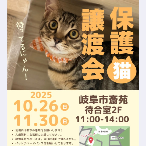 岐阜市保護猫  譲渡会
