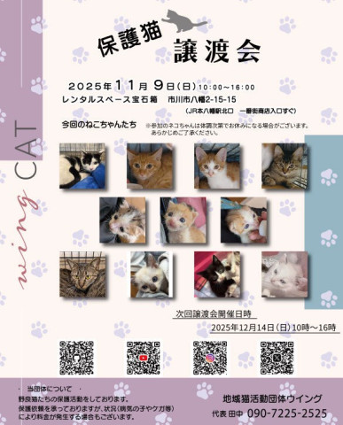 市川市地域猫活動団体ウイング譲渡会
