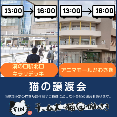 チーム犬猫かわさき　溝の口譲渡会