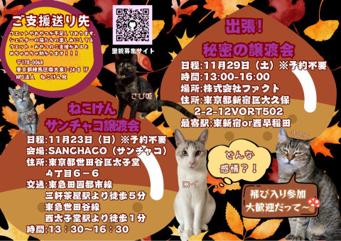 ねこけんSANCHACO譲渡会