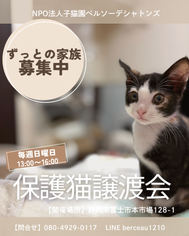 保護猫譲渡会
