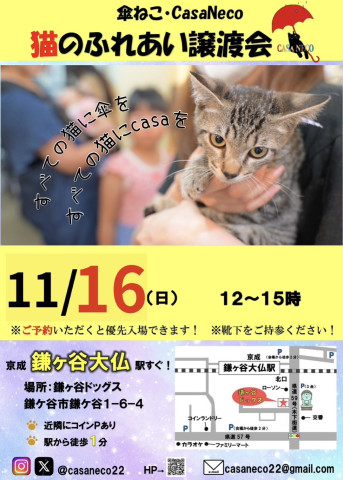 傘ねこふれあい譲渡会Vol31@鎌ヶ谷